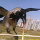 Illustration for article titled Watch a Raven Do Battle With an RC Airplane